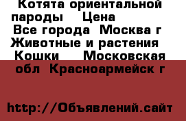 Котята ориентальной пароды  › Цена ­ 12 000 - Все города, Москва г. Животные и растения » Кошки   . Московская обл.,Красноармейск г.